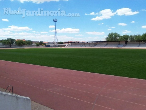 Césped simiente Campo de Fútbol.jpeg