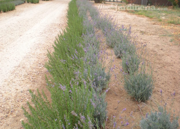 Plantación de aromáticas 