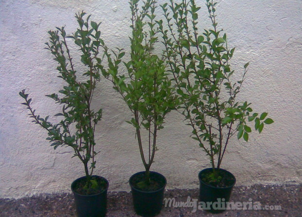 Ligustrum ovalifolium C 3L 80-100