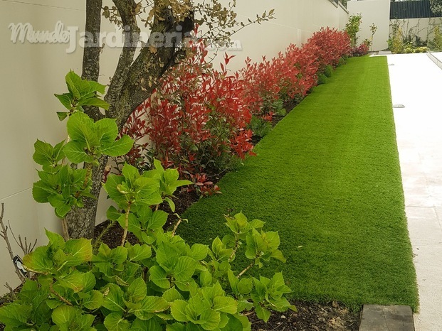 photinias desde hortensia.jpg