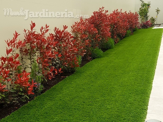 photinias y cesped.jpg