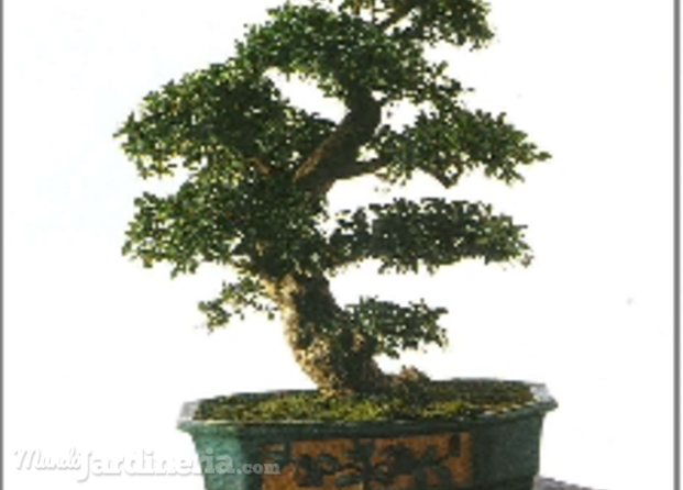 Bonsai