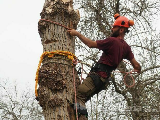 Especializado en técnicas de poda vertical