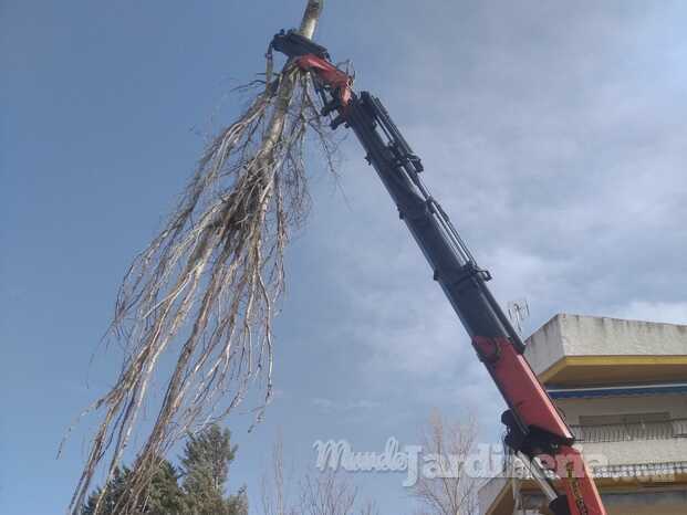 Tala de árbol de 14 metros