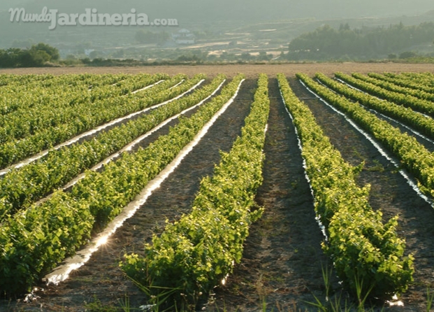 Viveros Del Gállego