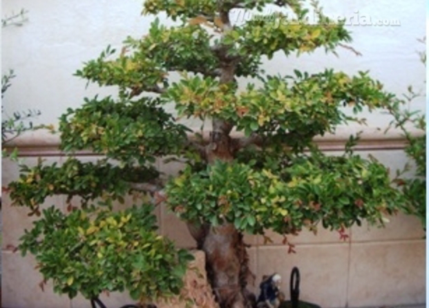 Bonsai