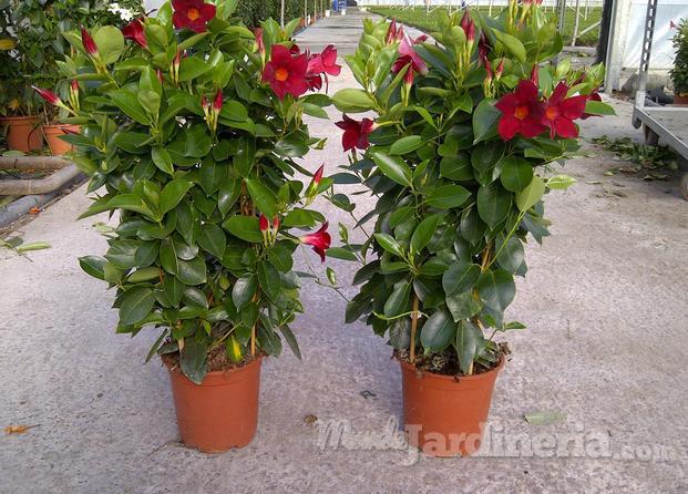 Dipladenia doble arco c17