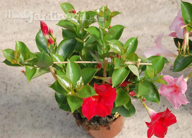 Dipladenia Sundaville C14 espaldera