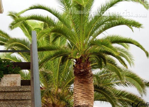 Podas y mantenimiento de palmeras y pinos