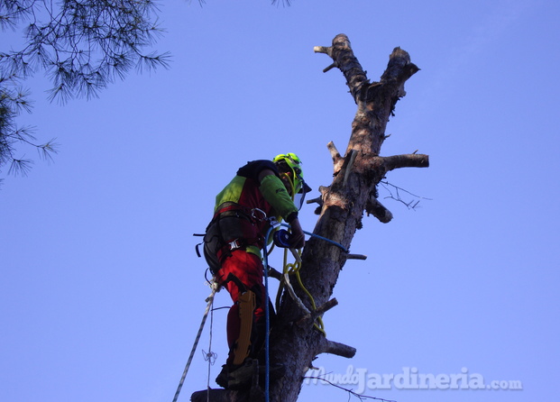 Poda en altura de todo tipo de árboles