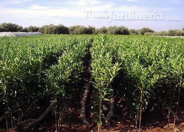 Plantación de naranjos