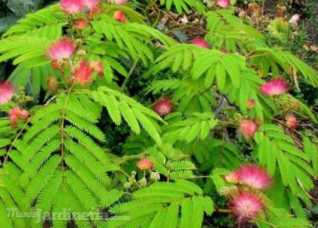 Acacia de constantinopla