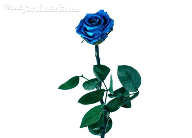 Rosa azul preservada