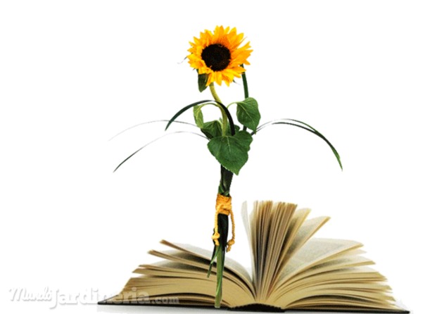 Girasol y libro