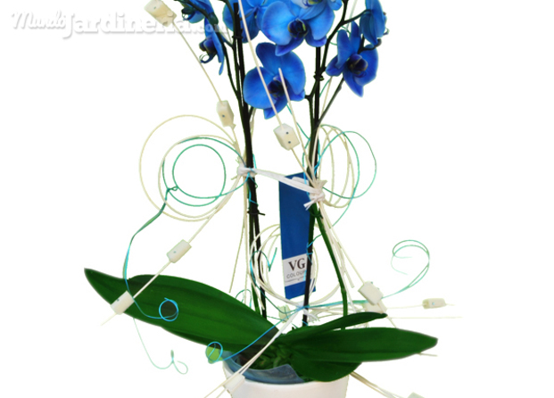 Planta orquídea azul