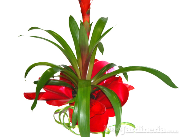 Planta Guzmania