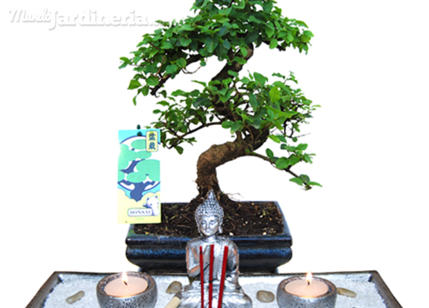 Bonsai y jardin zen