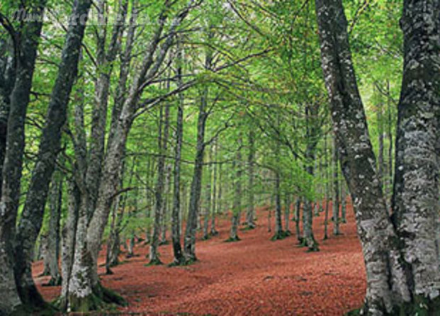 Bosque