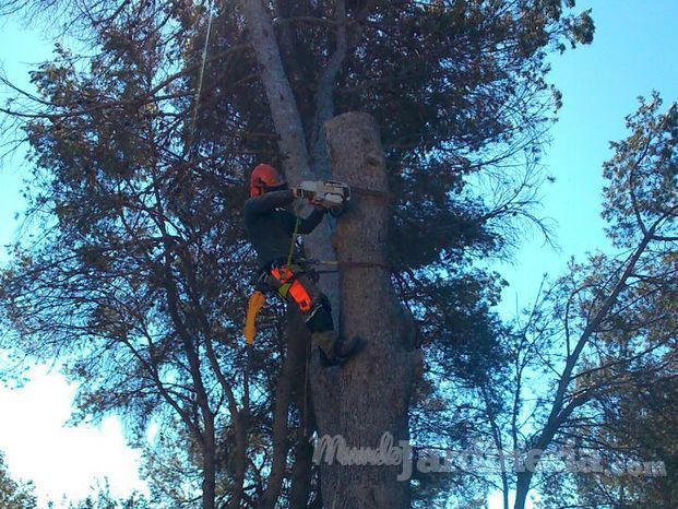 Forestal Pinedes