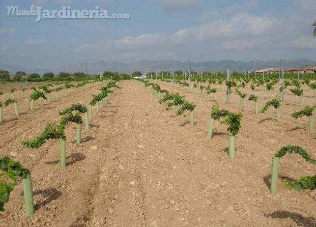 Plantación viña