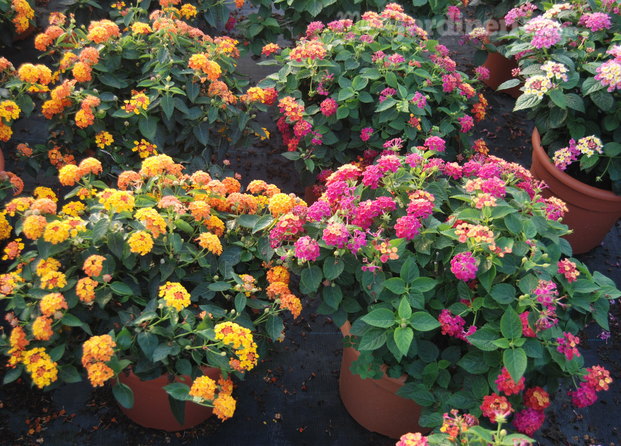  lantana camara 