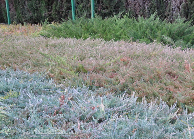 Juniperus horizontalis