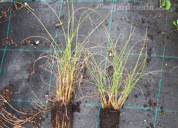 Stipa tenacissima AF