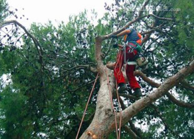 Poda de arboles