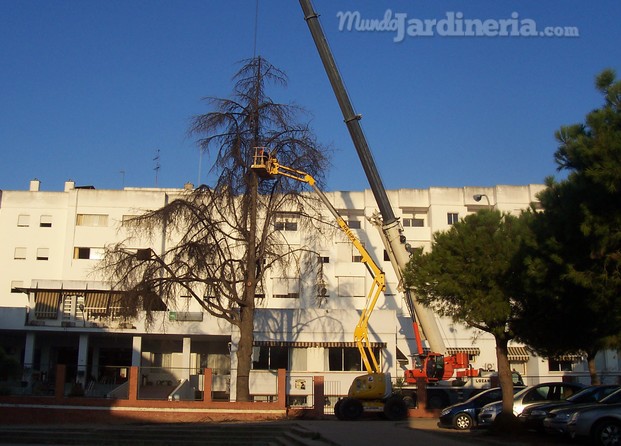 Tala árbol de gran porte