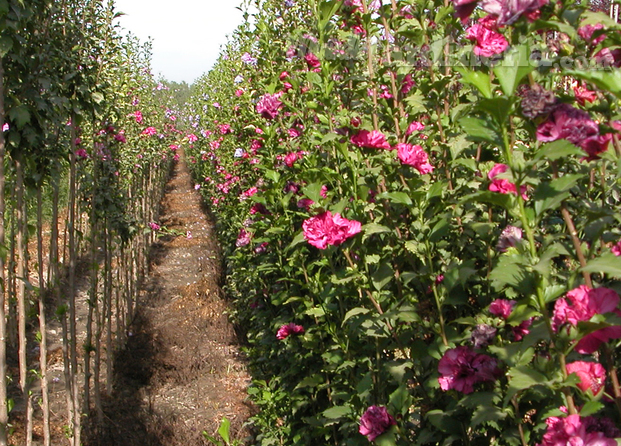 Hibiscus siriacus - Altea