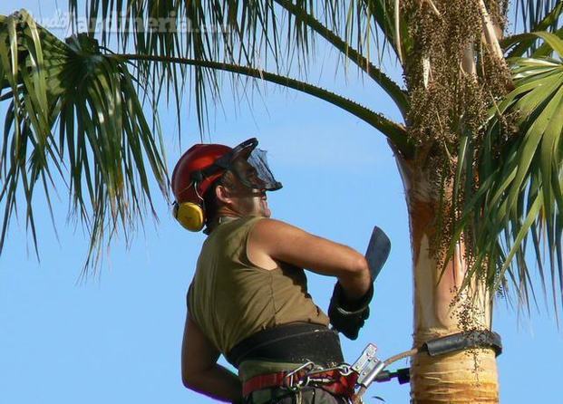 Poda Palmera