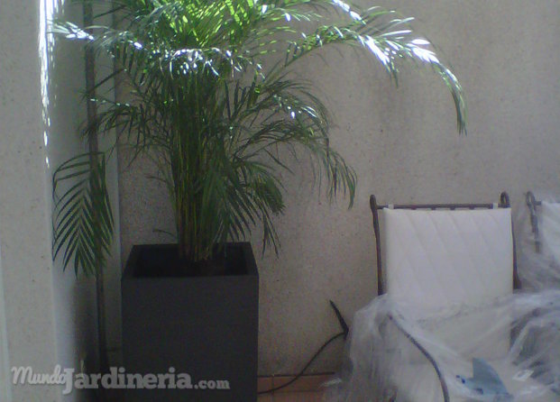 Plantas decoración