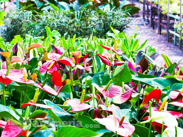 venta de plantas en Gran canaria