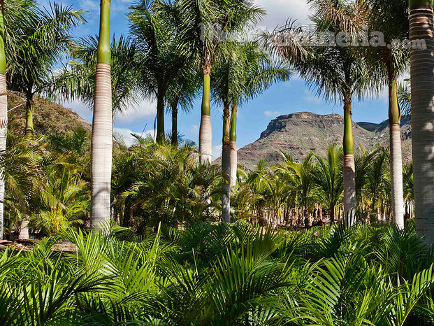 venta de palmeras en Gran Canaria