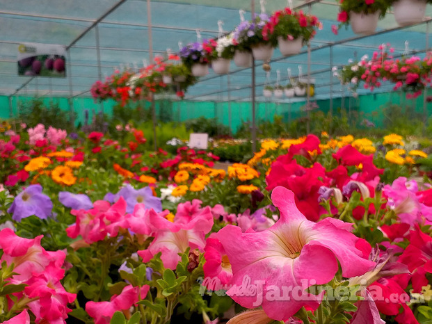 Venta de planta en Gran canaria