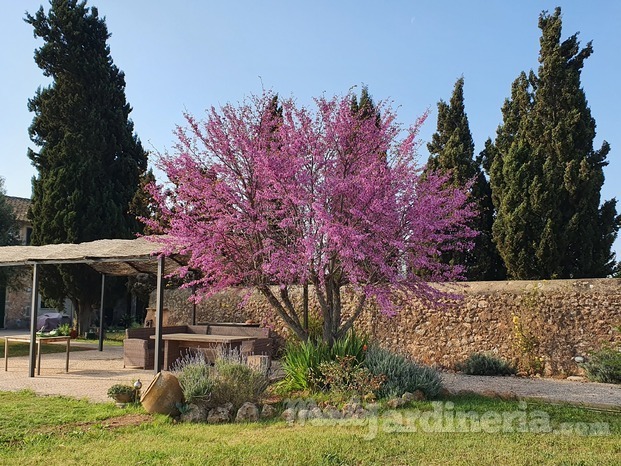 cercis siliquastrum 