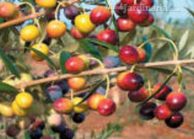 Arbequina