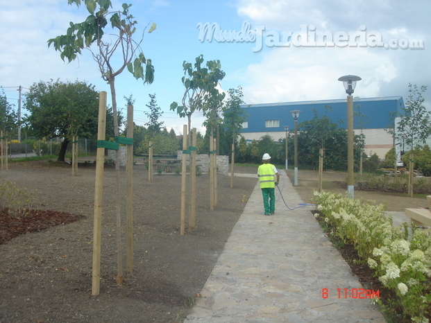 Ginkgo Biloba Jardinería y Paisajismo 