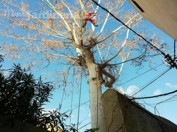 Podas de seguridad