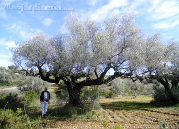 Olivo sevillenca