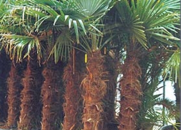 Palmáceas