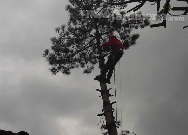 Tala de árbol en sitio reducido