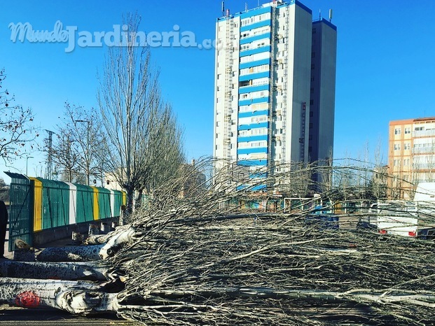 TRABAJOS DE TALA DE CHOPOS EN VALLADOLID