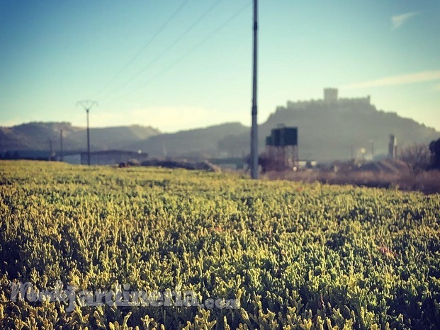 Trabajos de poda en Peñafiel