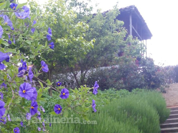 floracion_jardin_rectangular.jpg