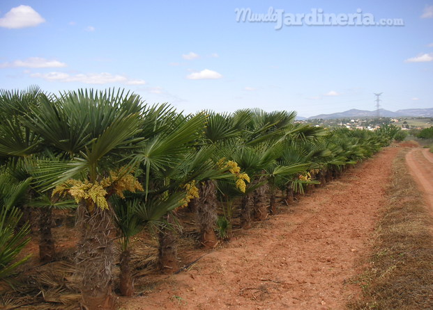 Plantación