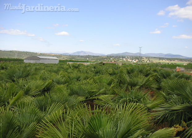 Plantación