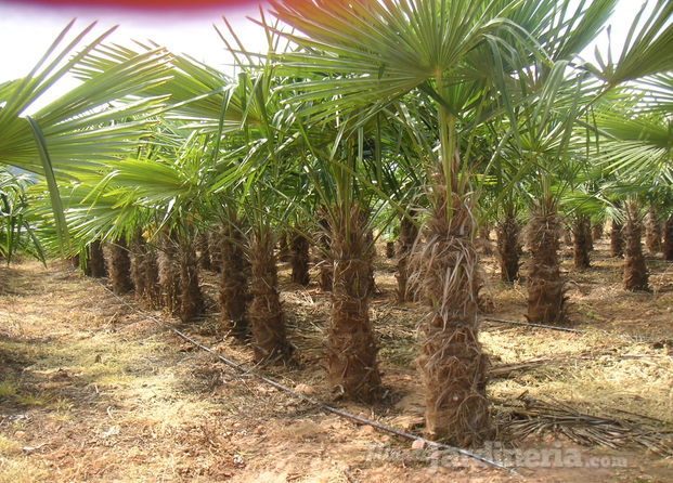 Plantación