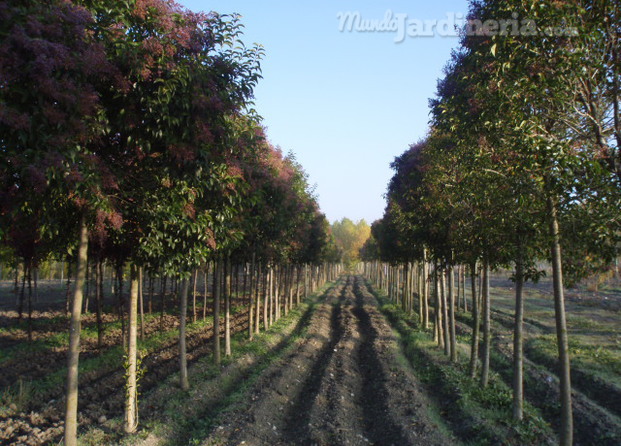 Árboles de cultivo