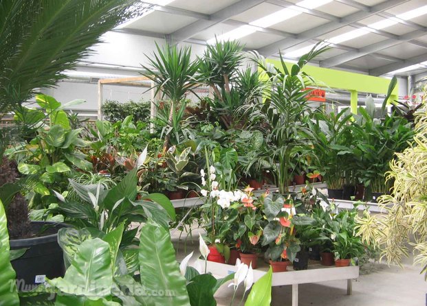 Plantas de interior